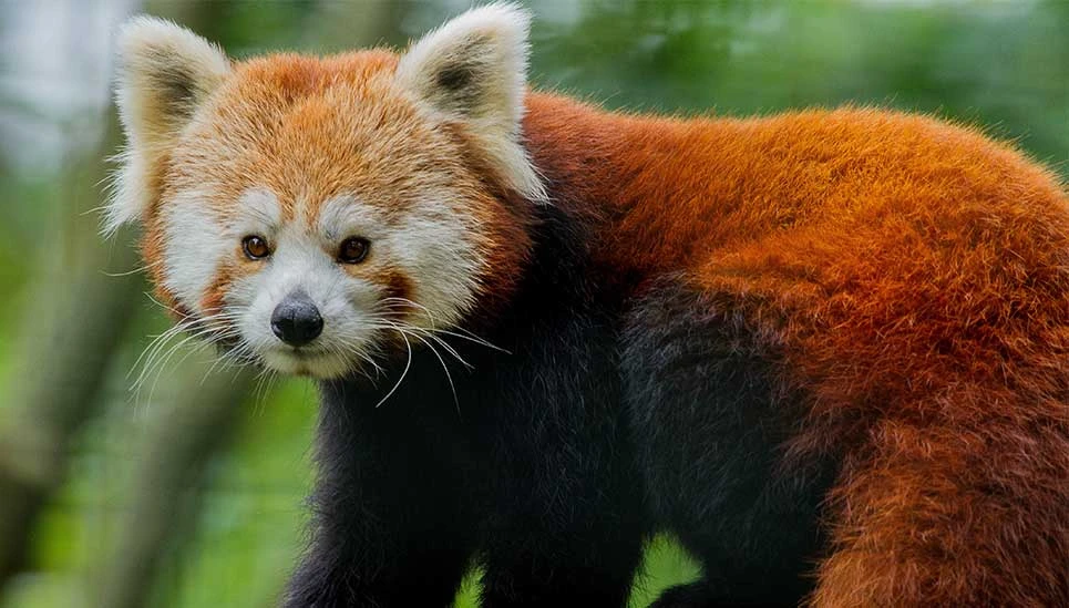 Chat ours, renard de feu ou panda roux © Zoo Magdeburg