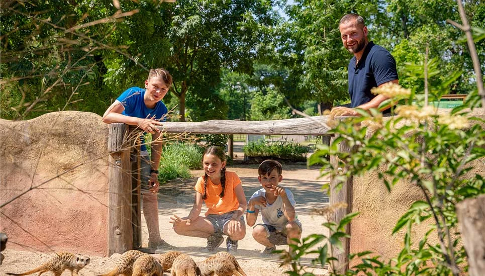 Visite aux suricates © Zoo Magdeburg